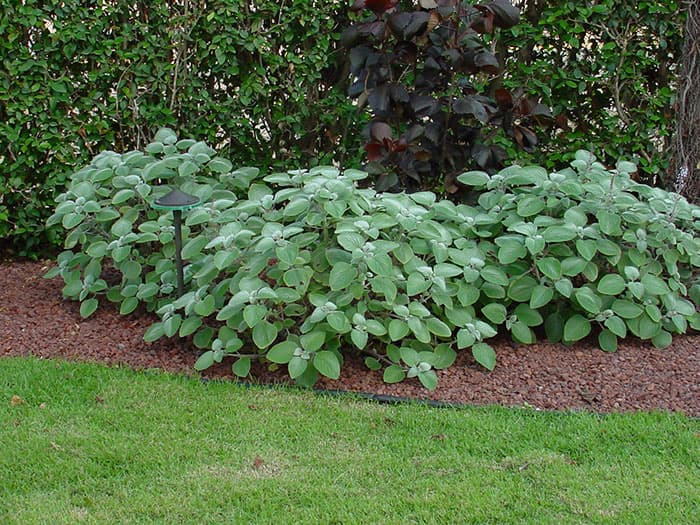 Tuff Stone Ground Cover