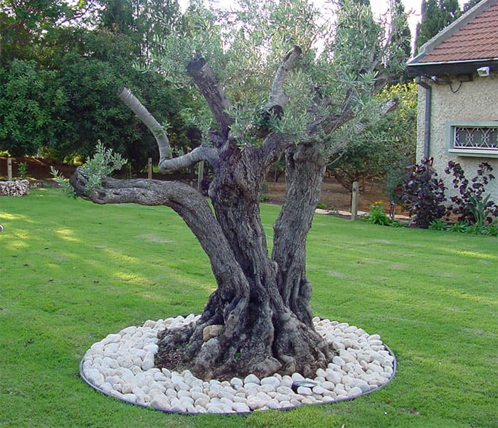 River Pebbles Surrounding a Mature Olive Tree